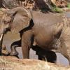 Kenya_Elefantes_Samburu_B_DSC_0464_retocada