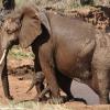 Kenya_Elefantes_Samburu_B_DSC_0468_retocada