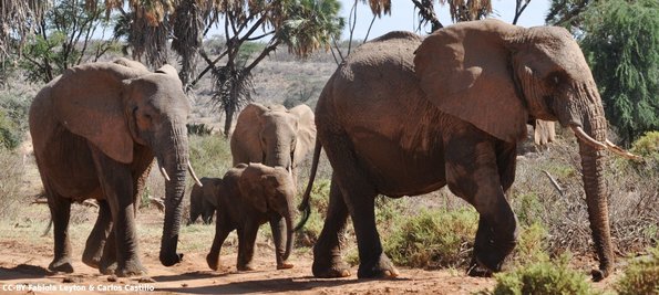 Kenya_Elefantes_Samburu_B_DSC_0482_retocada