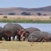 Kenya_Hipopotamos_Amboseli_B_DSC_0242_retocada