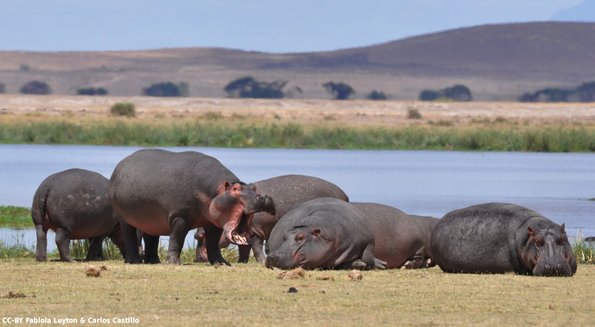 Kenya_Hipopotamos_Amboseli_B_DSC_0242_retocada