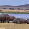 Kenya_Hipopotamos_Amboseli_B_DSC_0246_retocada