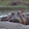 Kenya_Hipopotamos_Naivasha_DSC_0764_retocada
