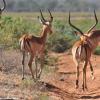 Kenya_Impalas_Samburu_A_DSC_0905_retocada