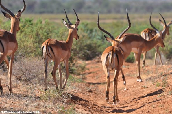 Kenya_Impalas_Samburu_A_DSC_0905_retocada