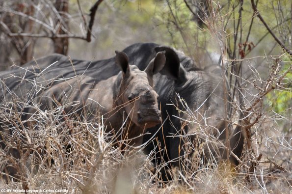 Kenya_Rinocerontes_Meru_DSC_0642_retocada