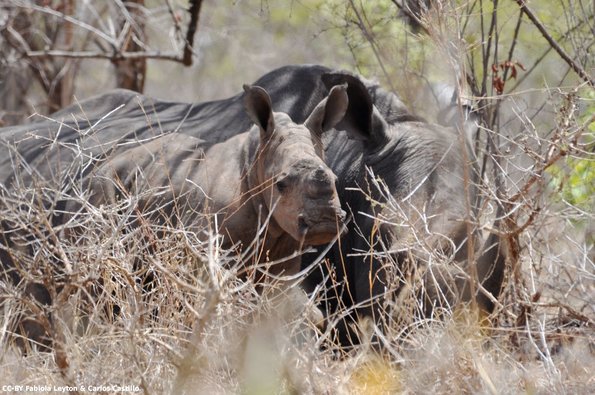 Kenya_Rinocerontes_Meru_DSC_0646_retocada