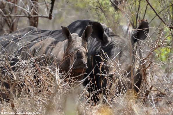Kenya_Rinocerontes_Meru_DSC_0652_retocada