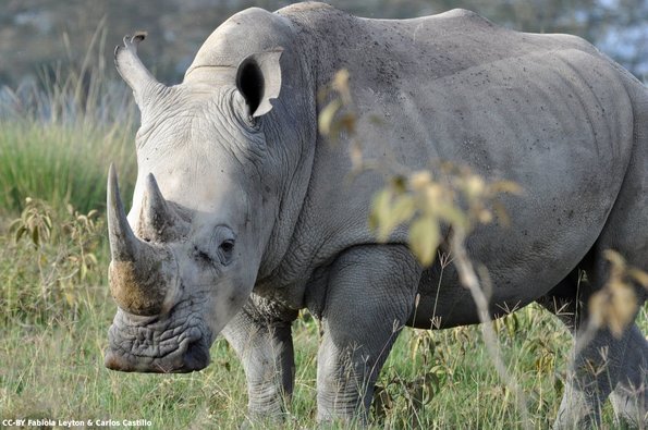 Kenya_Rinocerontes_Naivasha_DSC_0369_retocada