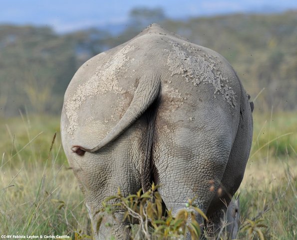Kenya_Rinocerontes_Naivasha_DSC_0373_retocada