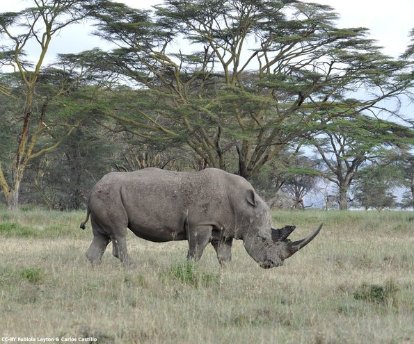 Kenya_Rinocerontes_Naivasha_DSC_0389_retocada