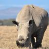 Kenya_Rinocerontes_OlPejeta_DSC_0493_retocada