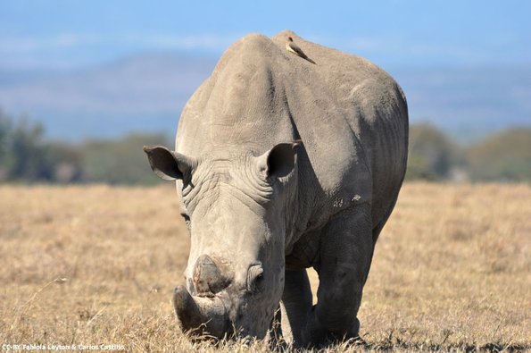 Kenya_Rinocerontes_OlPejeta_DSC_0493_retocada