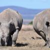 Kenya_Rinocerontes_OlPejeta_DSC_0496_retocada