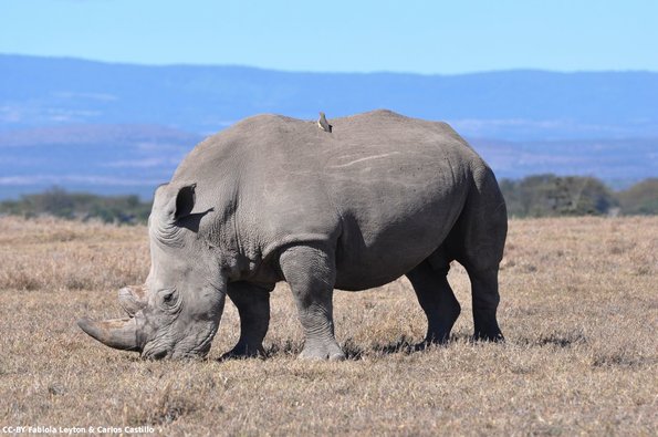 Kenya_Rinocerontes_OlPejeta_DSC_0501_retocada