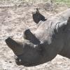 Kenya_Rinocerontes_OlPejeta_DSC_0520_retocada