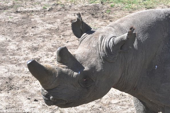 Kenya_Rinocerontes_OlPejeta_DSC_0520_retocada