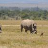 Kenya_Rinocerontes_OlPejeta_DSC_0684_retocada