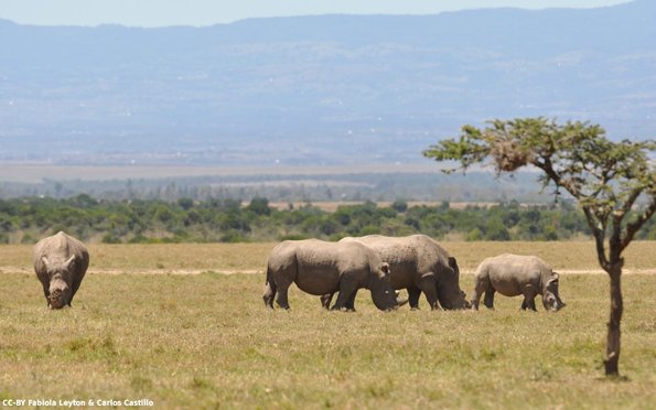Kenya_Rinocerontes_OlPejeta_DSC_0689_retocada