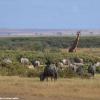 Kenya_Varios animales_Amboseli_A_DSC_0118_retocada