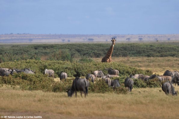 Kenya_Varios animales_Amboseli_A_DSC_0118_retocada