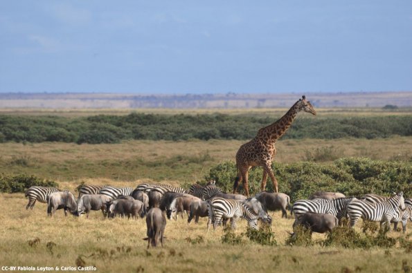 Kenya_Varios animales_Amboseli_A_DSC_0122_retocada