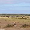 Kenya_Varios animales_Amboseli_A_DSC_0129_retocada