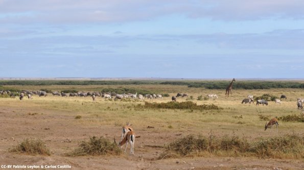 Kenya_Varios animales_Amboseli_A_DSC_0129_retocada