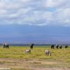 Kenya_Varios animales_Amboseli_B_DSC_0184_retocada