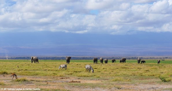 Kenya_Varios animales_Amboseli_B_DSC_0184_retocada