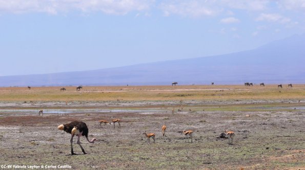 Kenya_Varios animales_Amboseli_B_DSC_0335_retocada