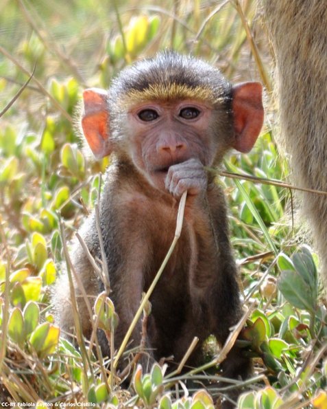 Kenya_Babuinos_Amboseli_B_DSC_0130_retocada