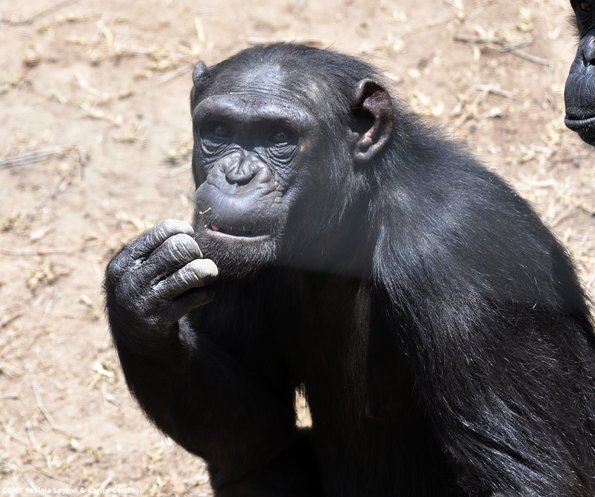Kenya_Chimpances_OlPejeta_DSC_0819_retocada