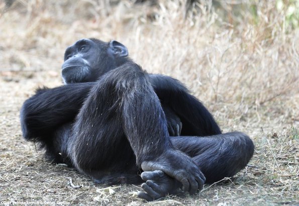 Kenya_Chimpances_OlPejeta_DSC_0828_retocada