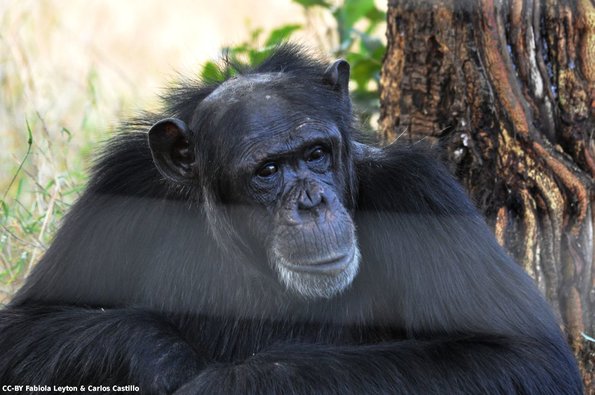 Kenya_Chimpances_OlPejeta_DSC_0829_retocada