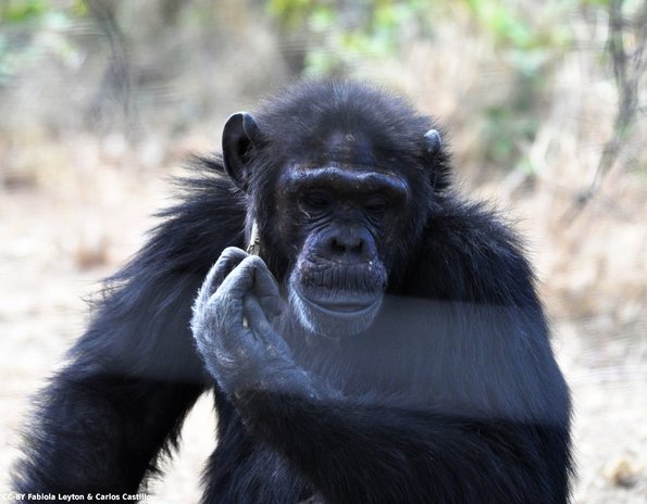 Kenya_Chimpances_OlPejeta_DSC_0831_retocada