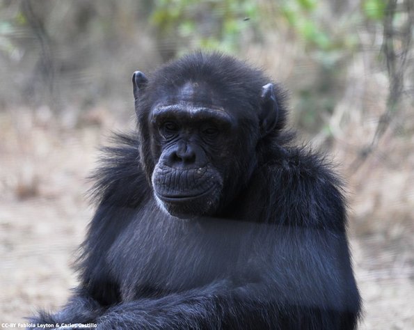Kenya_Chimpances_OlPejeta_DSC_0834_retocada