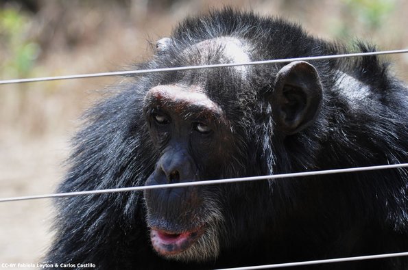 Kenya_Chimpances_OlPejeta_DSC_0840_retocada