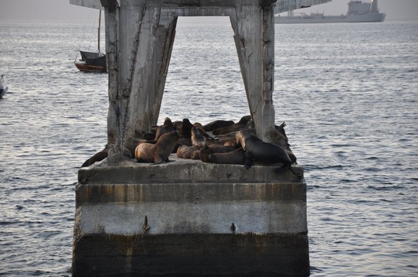 Valparaíso Lobos de Mar 1