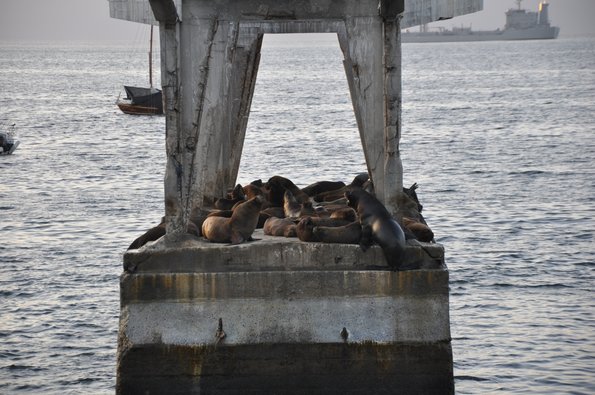 Valparaíso Lobos de Mar 2