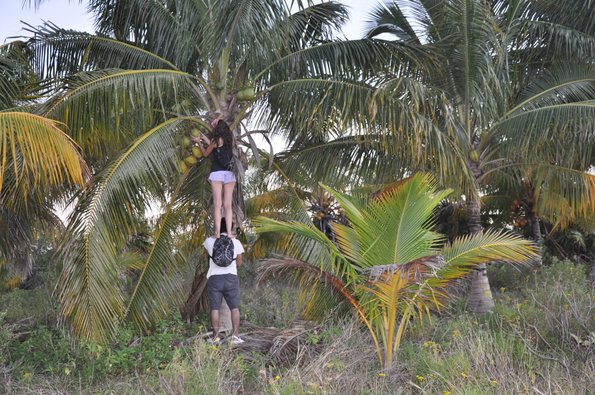 Robando cocos