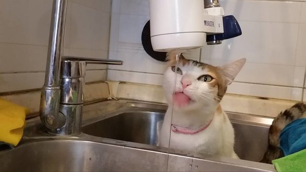 KittyCat bebiendo agua