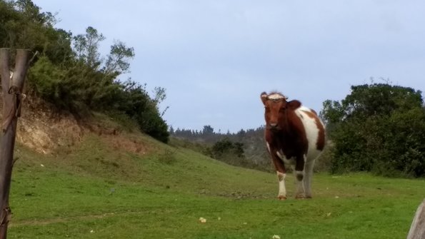 Cow