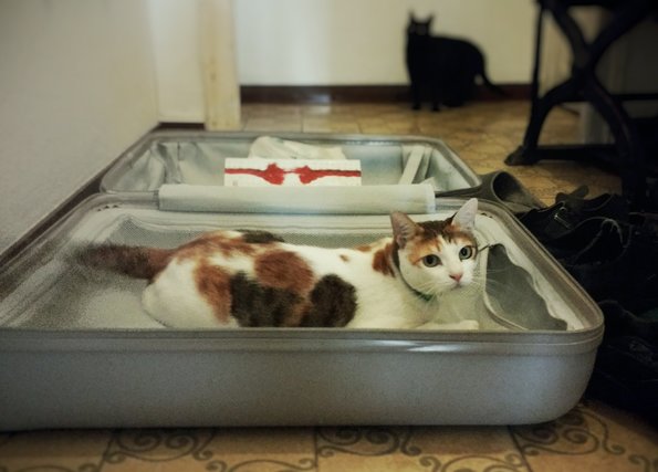 Cats and suitcases