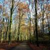 Biking in the Haagse Bos (park in The Hague)