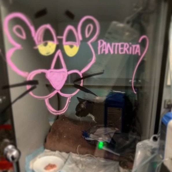 Panterita hospitalizada