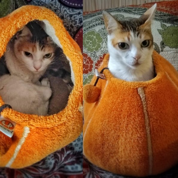 Kittycat in her little tulip or pumpkin