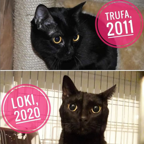 Loki came into our family in 2020