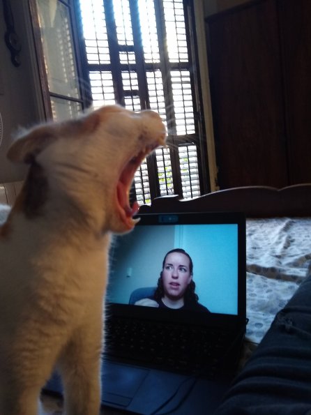 Kittycat reacting to a talk during an online workshop
