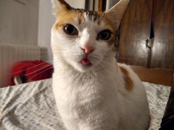 Kittycat with her tongue out